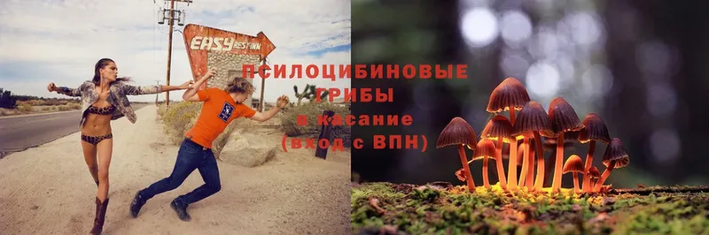 Псилоцибиновые грибы Magic Shrooms  Миллерово 